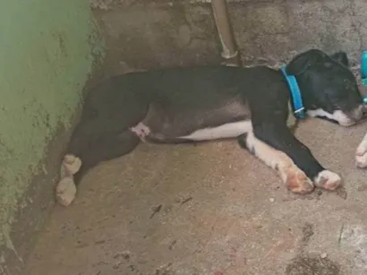Cachorro raça SRD-ViraLata idade 7 a 11 meses nome Luke e Anakin