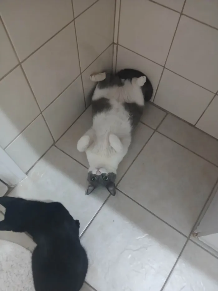Gato ra a SRD-ViraLata idade 2 anos nome LUIGI