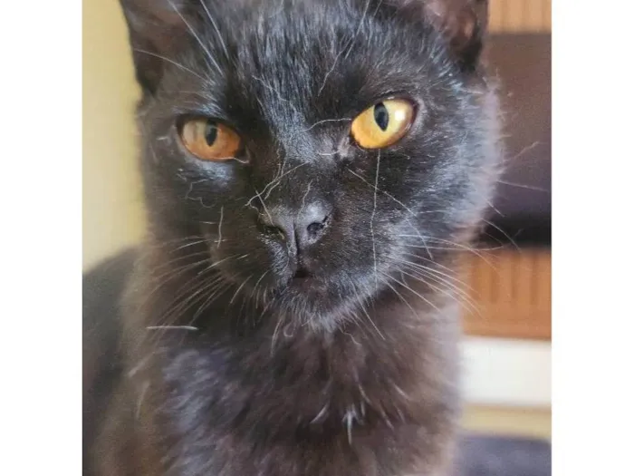 Gato ra a SRD-ViraLata idade 7 a 11 meses nome FULIGEM