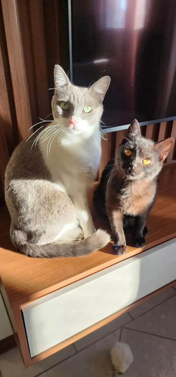 Gato ra a SRD-ViraLata idade 7 a 11 meses nome FULIGEM