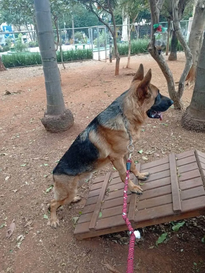 Cachorro ra a Pastor Alemão idade 1 ano nome Bob