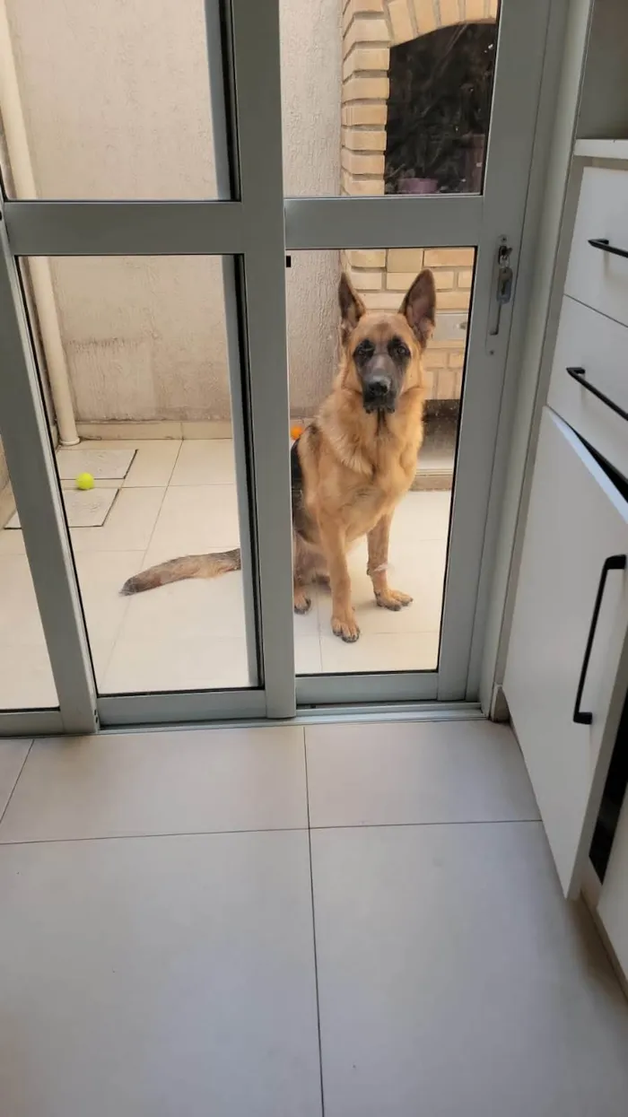 Cachorro ra a Pastor Alemão idade 1 ano nome Bob