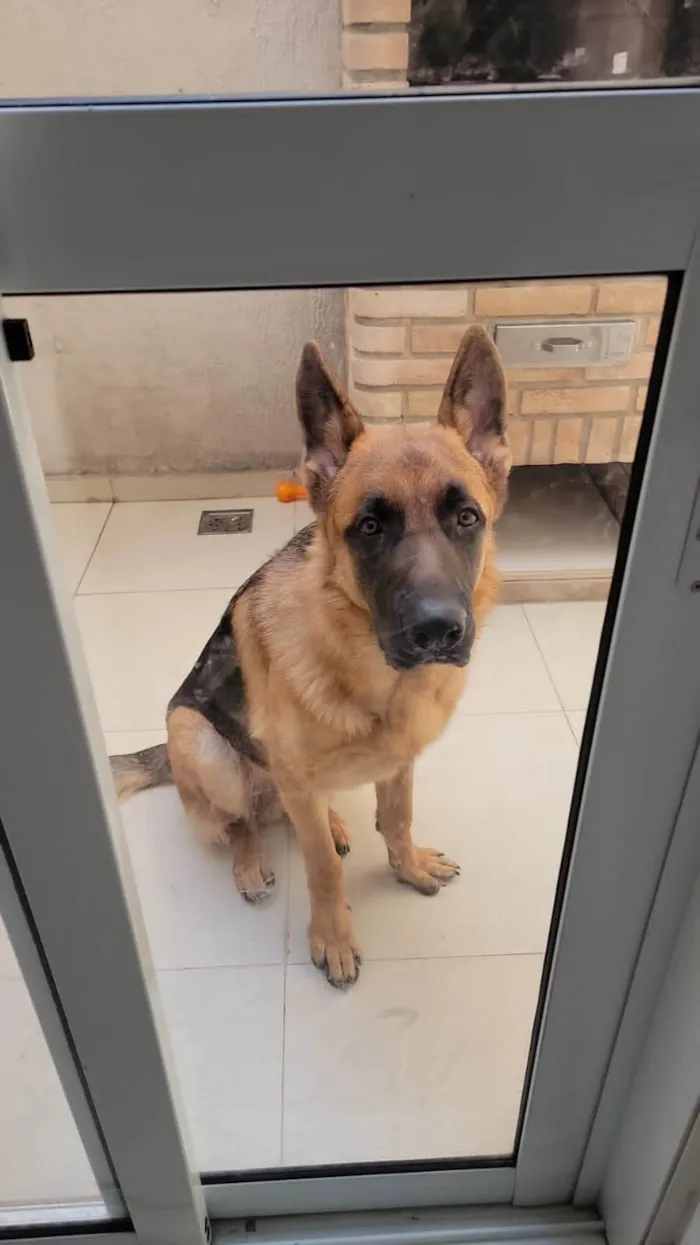 Cachorro ra a Pastor Alemão idade 1 ano nome Bob