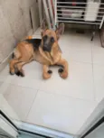 Bob
