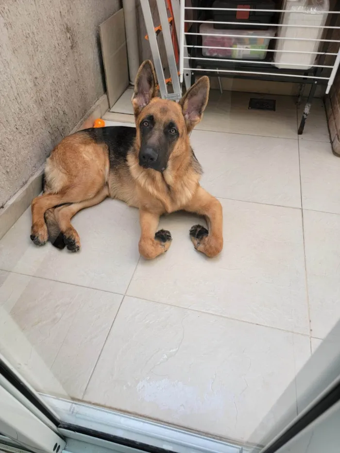 Cachorro ra a Pastor Alemão idade 1 ano nome Bob