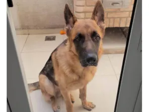 Cachorro raça Pastor Alemão idade 1 ano nome Bob