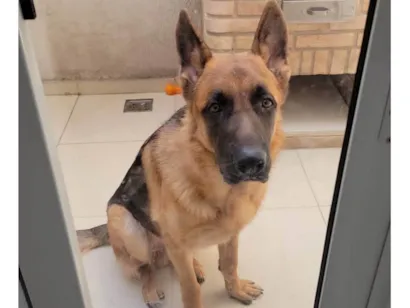Cachorro raça Pastor Alemão idade 1 ano nome Bob
