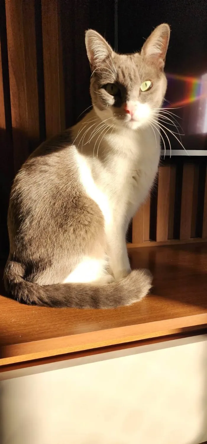 Gato ra a SRD-ViraLata idade 2 anos nome LUIGI
