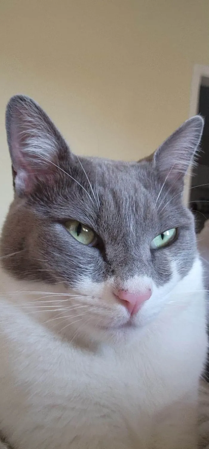 Gato ra a SRD-ViraLata idade 2 anos nome LUIGI