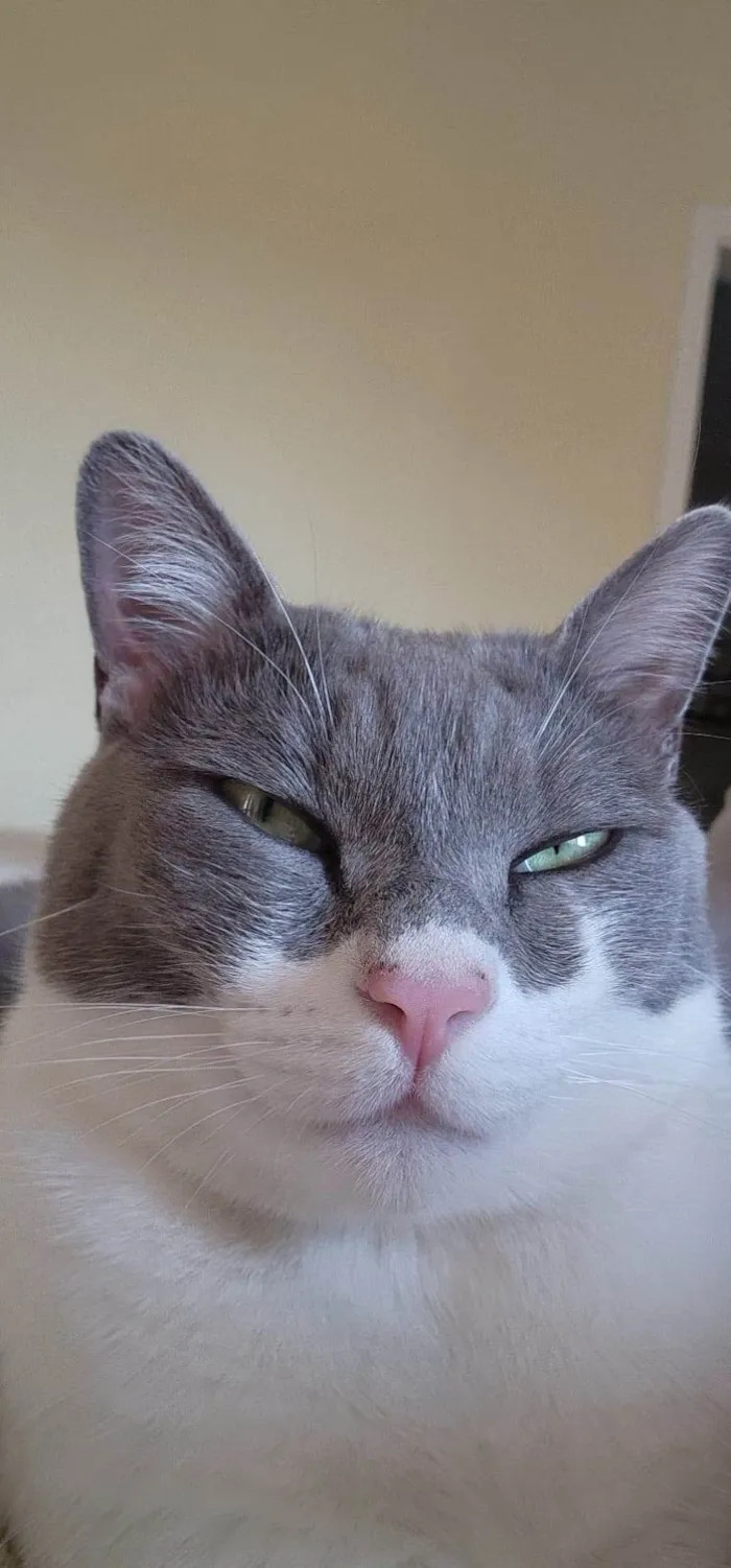 Gato ra a SRD-ViraLata idade 2 anos nome LUIGI
