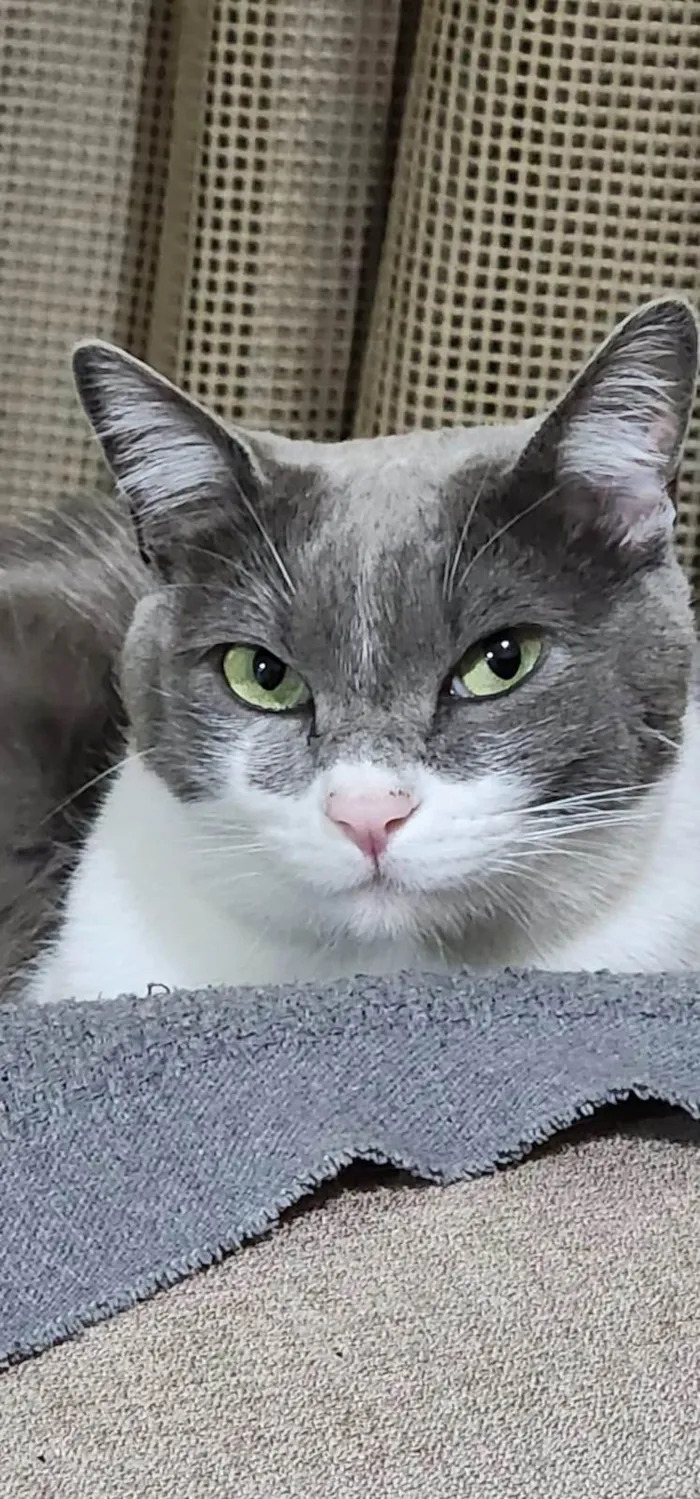 Gato ra a SRD-ViraLata idade 2 anos nome LUIGI