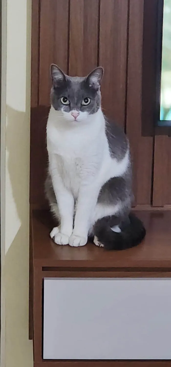 Gato ra a SRD-ViraLata idade 2 anos nome LUIGI
