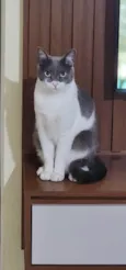 LUIGI