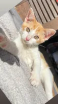 MIA