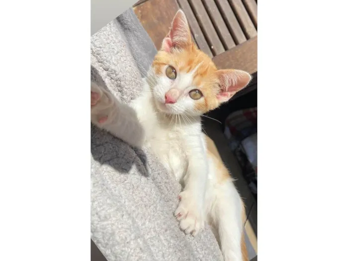 Gato ra a SRD-ViraLata idade 2 a 6 meses nome MIA
