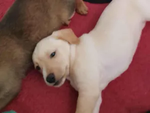 Cachorro raça SRD-ViraLata idade Abaixo de 2 meses nome Poly