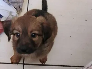 Cachorro raça SRD-ViraLata idade Abaixo de 2 meses nome Bolinha