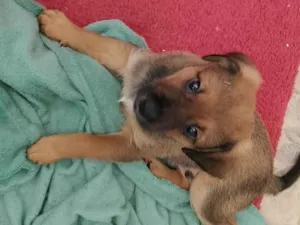 Cachorro raça SRD-ViraLata idade Abaixo de 2 meses nome Cascão 
