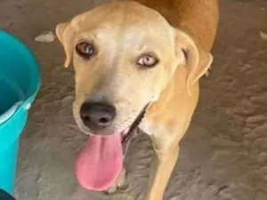 Cachorro raça SRD-ViraLata idade 2 a 6 meses nome Rhiana