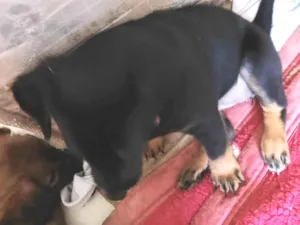 Cachorro raça SRD-ViraLata idade Abaixo de 2 meses nome Pretinha 