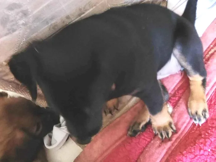 Cachorro ra a SRD-ViraLata idade Abaixo de 2 meses nome Pretinha 