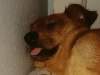 Cachorro raça SRD-ViraLata idade 5 anos nome Mila