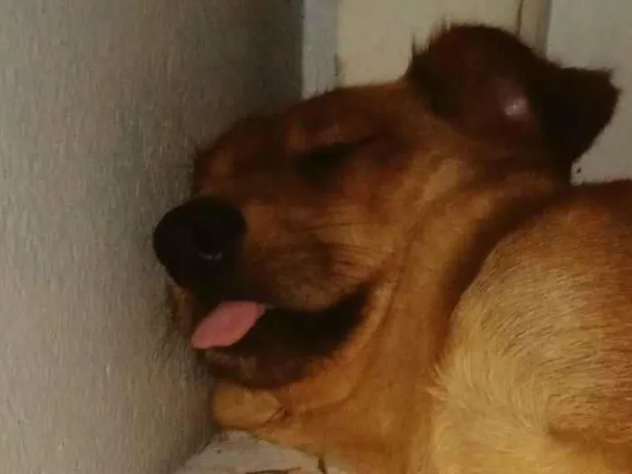 Cachorro ra a SRD-ViraLata idade 5 anos nome Mila
