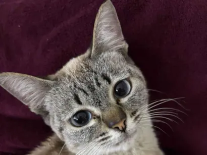 Gato raça Siamês idade 7 a 11 meses nome Jenny Pititica