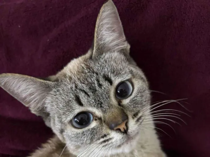 Gato ra a Siamês idade 7 a 11 meses nome Jenny Pititica