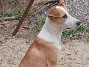 Cachorro raça SRD-ViraLata idade 2 a 6 meses nome Sem nome