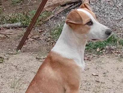 Cachorro raça SRD-ViraLata idade 2 a 6 meses nome Sem nome