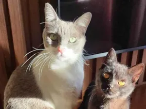 Gato raça SRD-ViraLata idade 7 a 11 meses nome FULIGEM