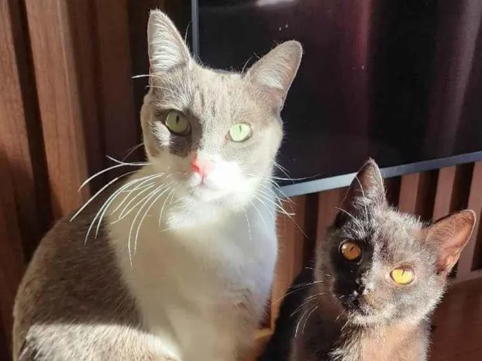 Gato ra a SRD-ViraLata idade 7 a 11 meses nome FULIGEM