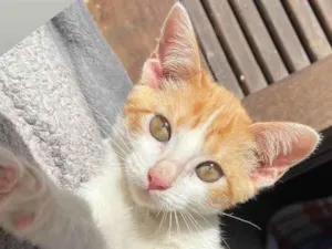 Gato raça SRD-ViraLata idade 2 a 6 meses nome MIA