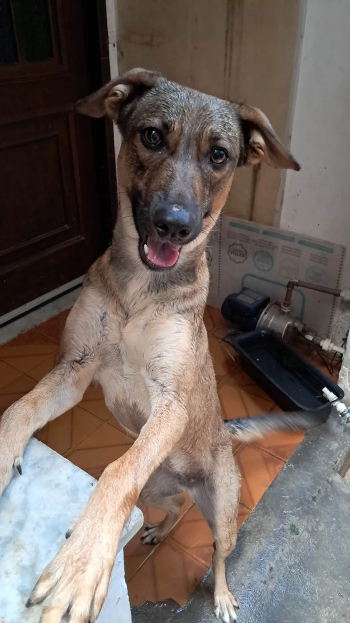 Cachorro ra a SRD-ViraLata idade 7 a 11 meses nome Belinha