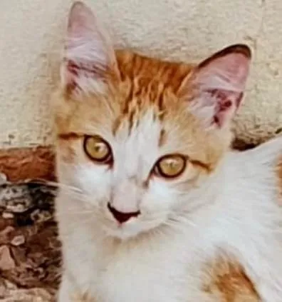 Gato ra a SRD-ViraLata idade 2 a 6 meses nome Júnior 