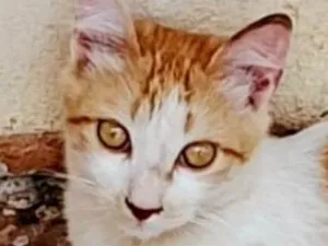 Gato raça SRD-ViraLata idade 2 a 6 meses nome Júnior 