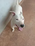 Kiara