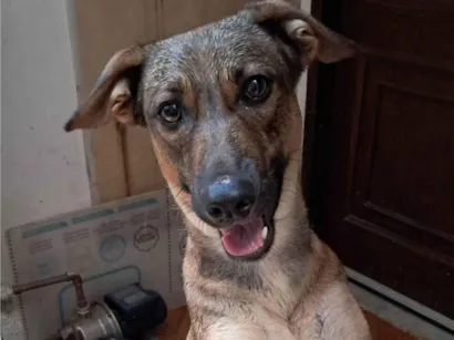 Cachorro raça SRD-ViraLata idade 7 a 11 meses nome Belinha