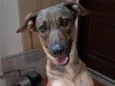 Belinha