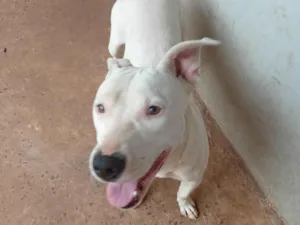 Cachorro raça Pit-Bull idade 7 a 11 meses nome Kiara 