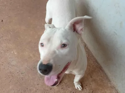 Cachorro raça Pit-Bull idade 7 a 11 meses nome Gessica Dos Santos