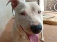 Kiara