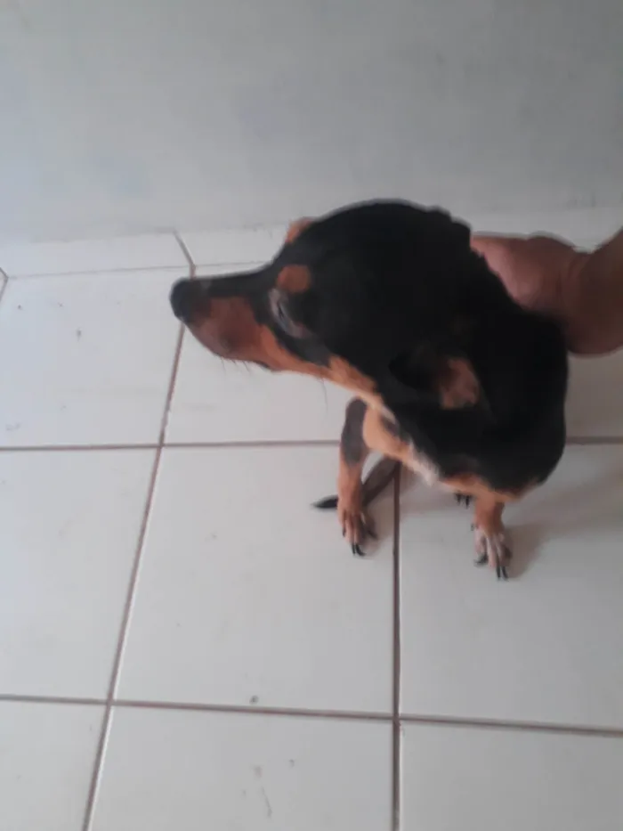 Cachorro ra a SRD-ViraLata idade 1 ano nome Romarinho