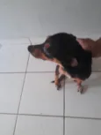 Romarinho