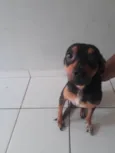 Romarinho
