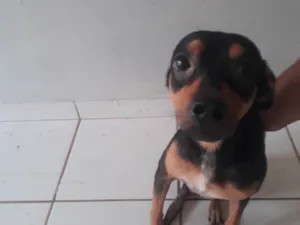 Cachorro raça SRD-ViraLata idade 1 ano nome Romarinho