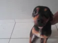 Romarinho