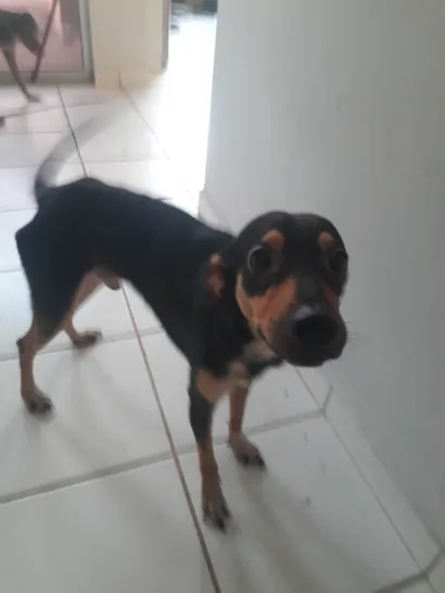 Cachorro raça SRD-ViraLata idade 1 ano nome Seu Madruga 