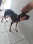 Seu Madruga